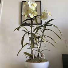 Hunter white orchid for sale  San Francisco