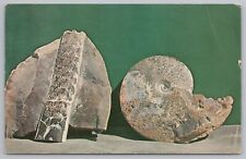 Cretacious ammonities baculite for sale  Newton