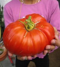 Graines tomate geante d'occasion  Sanary-sur-Mer