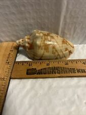 Voluta CYMBIOLA Vespertilio Sea Shell 3.5” Beige With Brown Mountain Pattern, used for sale  Shipping to South Africa