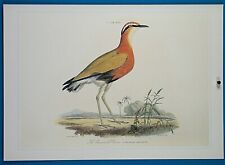 Used, W.H. Lizars "Indian Courser" from Classic Natural History Birds Print 1990 for sale  Shipping to South Africa