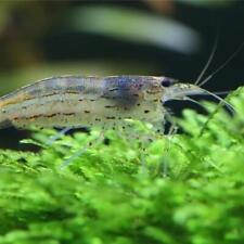 Amano shrimp caridina for sale  LONDON