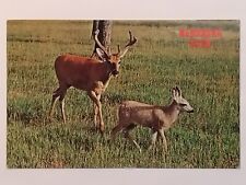Deer buck postcard for sale  Shipping to Ireland