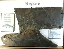 Ichthyosaur mixosaur triassic for sale  Tucson