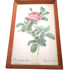 Vintage print rosa for sale  OLDBURY