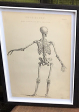 Antique Victorian PHYSIOLOGY SKELETON PRINT anatomy human medical book plate for sale  Shipping to South Africa