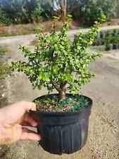 Mini jade bonsai for sale  West Palm Beach
