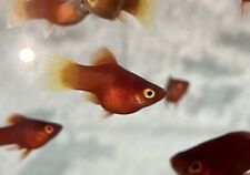 Red balloon platy for sale  UK