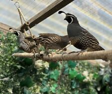 Californian quail hatching for sale  LEE-ON-THE-SOLENT