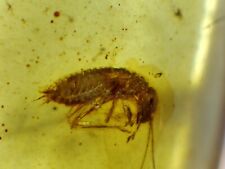 Inseto fóssil grilo Orthoptera inclusão de larvas âmbar birmanês birmanês genuíno comprar usado  Enviando para Brazil