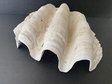 Exc giant clam for sale  Seattle