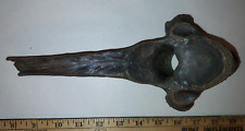 Bison thoracic vertebra for sale  Glenwood