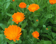 650 samen calendula gebraucht kaufen  Loxstedt