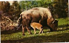 Vintage postcard bison for sale  USA