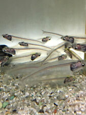 Ray glass catfish for sale  UK