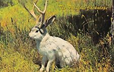 Jackalope taxidermy mount for sale  Palm Bay