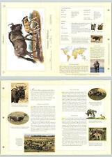 Common wildebeest mammals for sale  SLEAFORD
