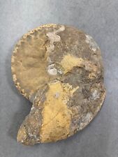 Ceratites semipartitus ammonit gebraucht kaufen  Stuttgart