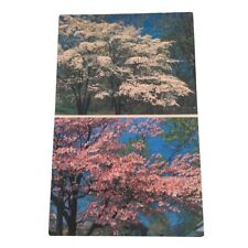 Postcard flowering dogwood for sale  Arnold