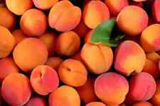 Free apricot fruit for sale  Myerstown