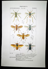 1831,PRETRE ORIGINAL ENGR. FINE ANTIQUE WATERCOLOUR SUPERB DIPTERA XQ4 for sale  Shipping to South Africa