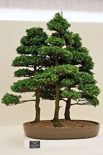 Hinoki cypress chamaecyparis for sale  Elko