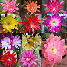 Mystery epiphyllum orchid for sale  Valley Center
