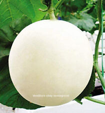 Semi melone bianco usato  Reggio Calabria