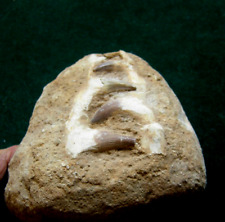 Antico fossile denti usato  Italia