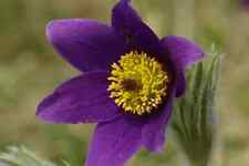 Violet anemone pulsatilla for sale  Massillon