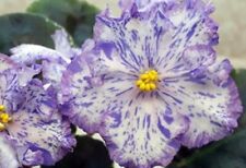 African violet yaponskyi for sale  LONDON