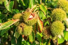 Chinese chestnuts tree for sale  Russell