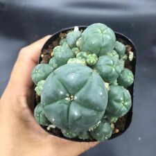 Green cluster cactus for sale  Panama City