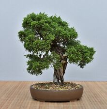 Bonsai Outdoor, Chin. enebro (Juniperus ch. 'Itoigawa ') 21003 | Bonsai-Müller segunda mano  Embacar hacia Spain