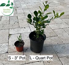 Kaffir lime tree for sale  Clearwater