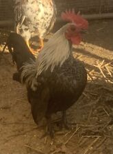 silkie chickens for sale  Bethany
