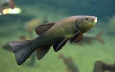 Green tench tinca for sale  HAYWARDS HEATH