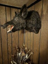 Russian wild boar for sale  Wellsburg