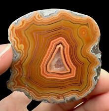 Banded dryhead agate for sale  Sewell