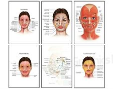 Face anatomy muscle for sale  LONDON