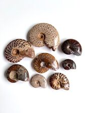 Polierte ammoniten sammlung gebraucht kaufen  Sindelfingen