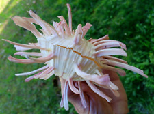 spondylus for sale  Shipping to South Africa