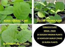 Tobacco plant mega for sale  UK
