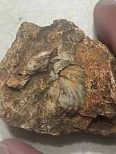 Crinoid fossil for sale  Williamsburg