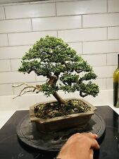 Blaaws juniper bonsai for sale  CASTLEFORD