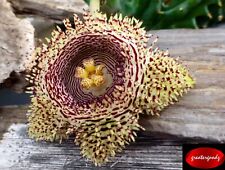 Attention huernia hystrix for sale  Freeport