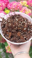 Aroid soil mix for sale  NEWTON-LE-WILLOWS