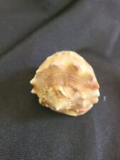 concha seashell espiral 2,5" comprar usado  Enviando para Brazil