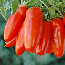 Used, San Marzano Tomato Seeds, NON-GMO, ORGANIC, HEIRLOOM - Free Shipping! for sale  Shipping to South Africa