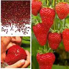 Giant Strawberry Seeds, Garden Fruit Plant, Sweet And Delicious - UK Stock, used for sale  Shipping to South Africa